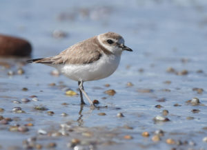 A western snowy plover, which can be found in the Oyhut Wildlife Recreation Area.