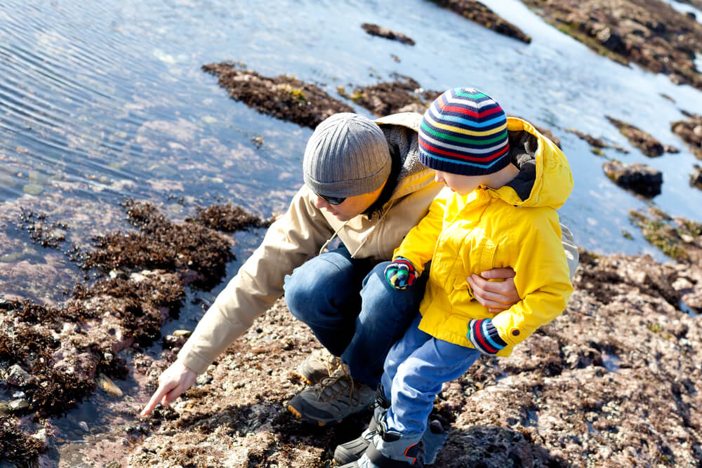 A father and son exploring one of the tide pools in Ocean Shores during one of the low tides.