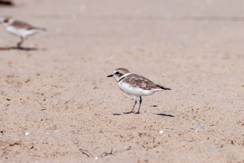 One of the birds you can see in Washington state in Ocean Shores.
